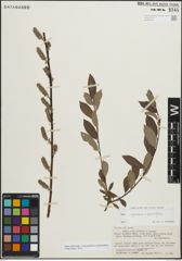 Foto von Salix myrsinifolia Salisb. x Salix phylicifolia L.